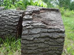 Cut oak.JPG